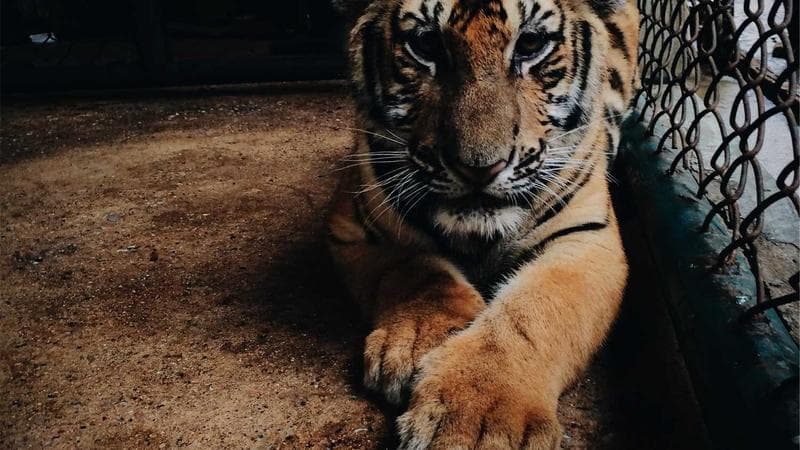 How to Inspect a Used Car Before Buying: Complete Checklist